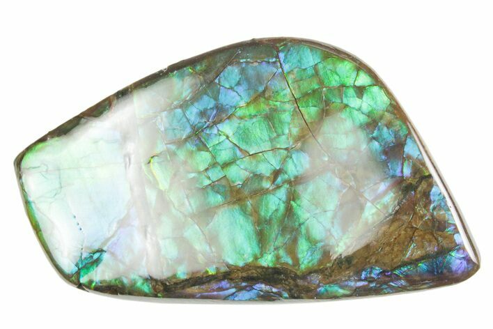 Flashy Ammolite (Fossil Ammonite Shell) - Purples & Greens #357534